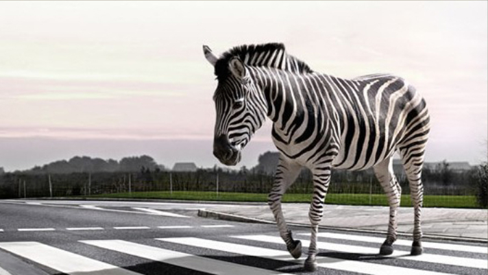 What's The Difference Between Zebra, Puffin And Pelican Crossings 1 Zebra Crossing A Road